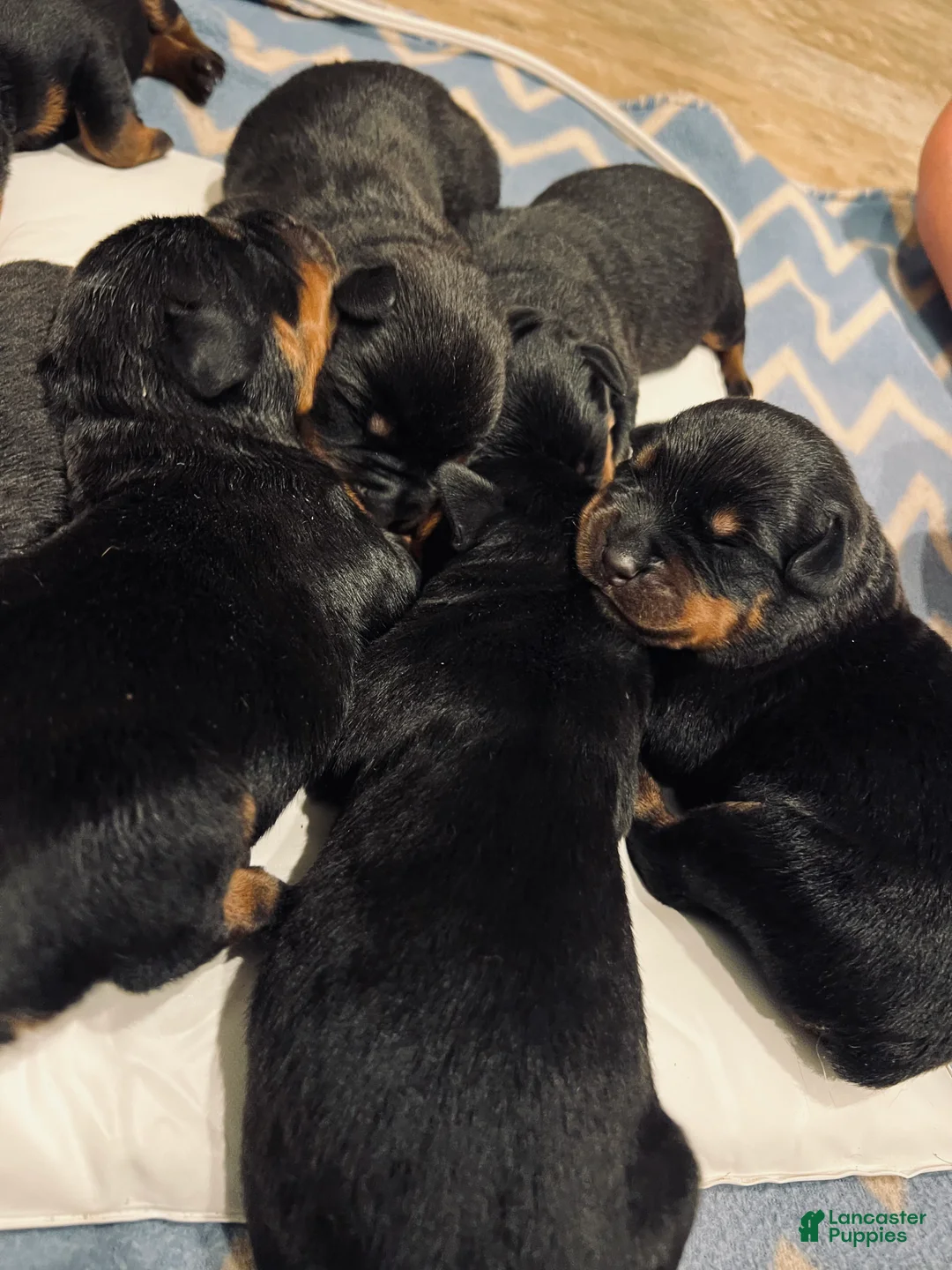 Rottweiler dogs for sale: Rottweiler 2 - Ad 1