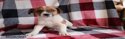 Jack Russell Terrier dogs for sale: Teddy - Ad 2
