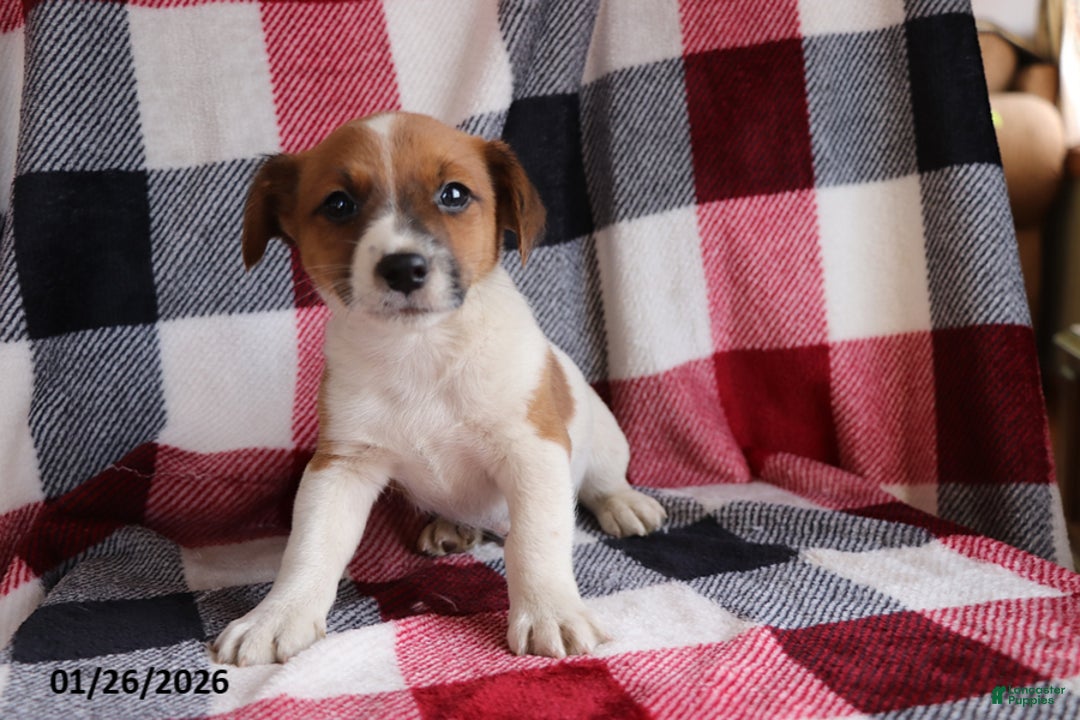 Jack Russell Terrier dogs for sale: Teddy - Ad 2