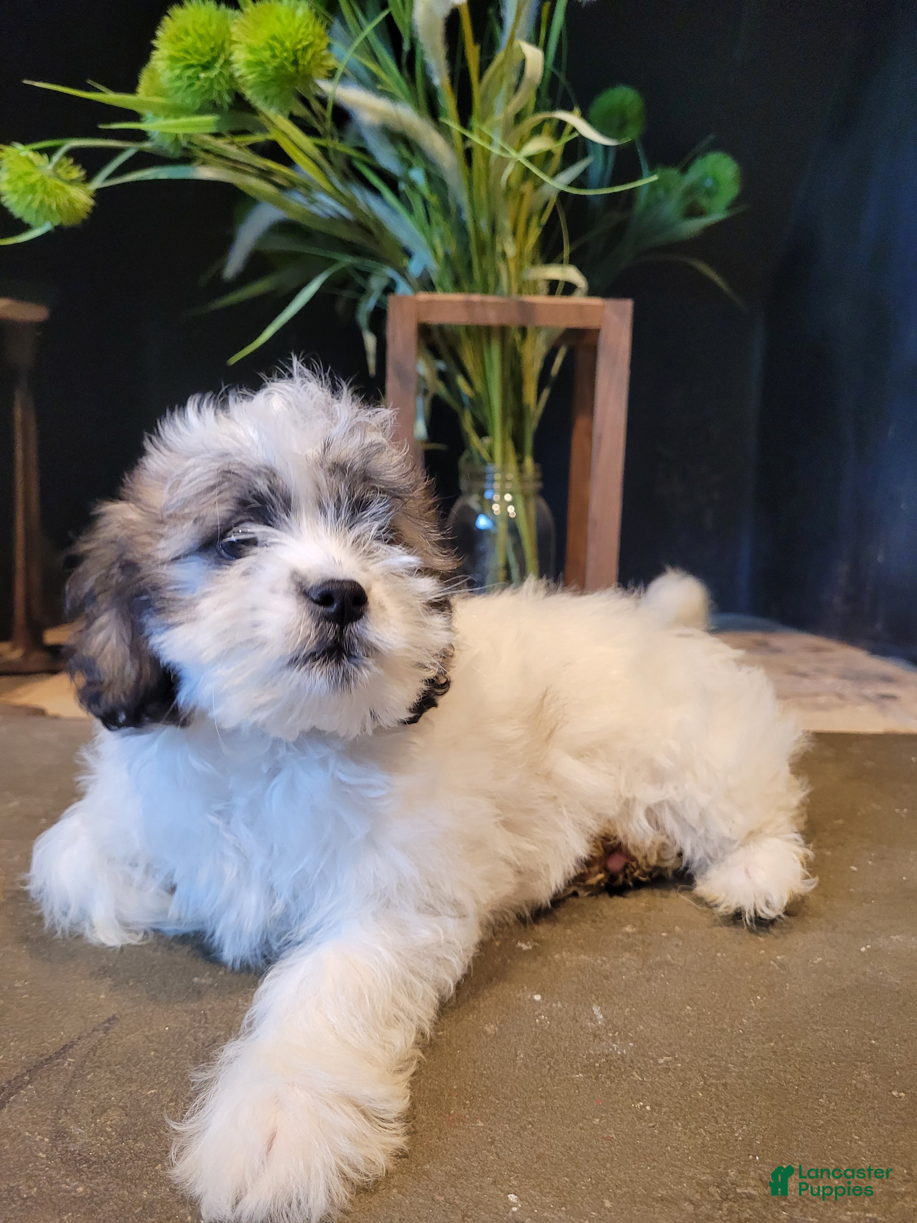 Lhasapoo dogs Daffodil - Ad 1