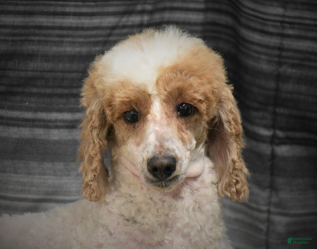 Gallery Image {{count}}