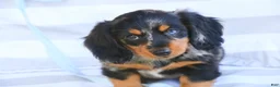 Miniature Dachshund dogs for sale: Jack Miniature Dachshund  - Ad 4