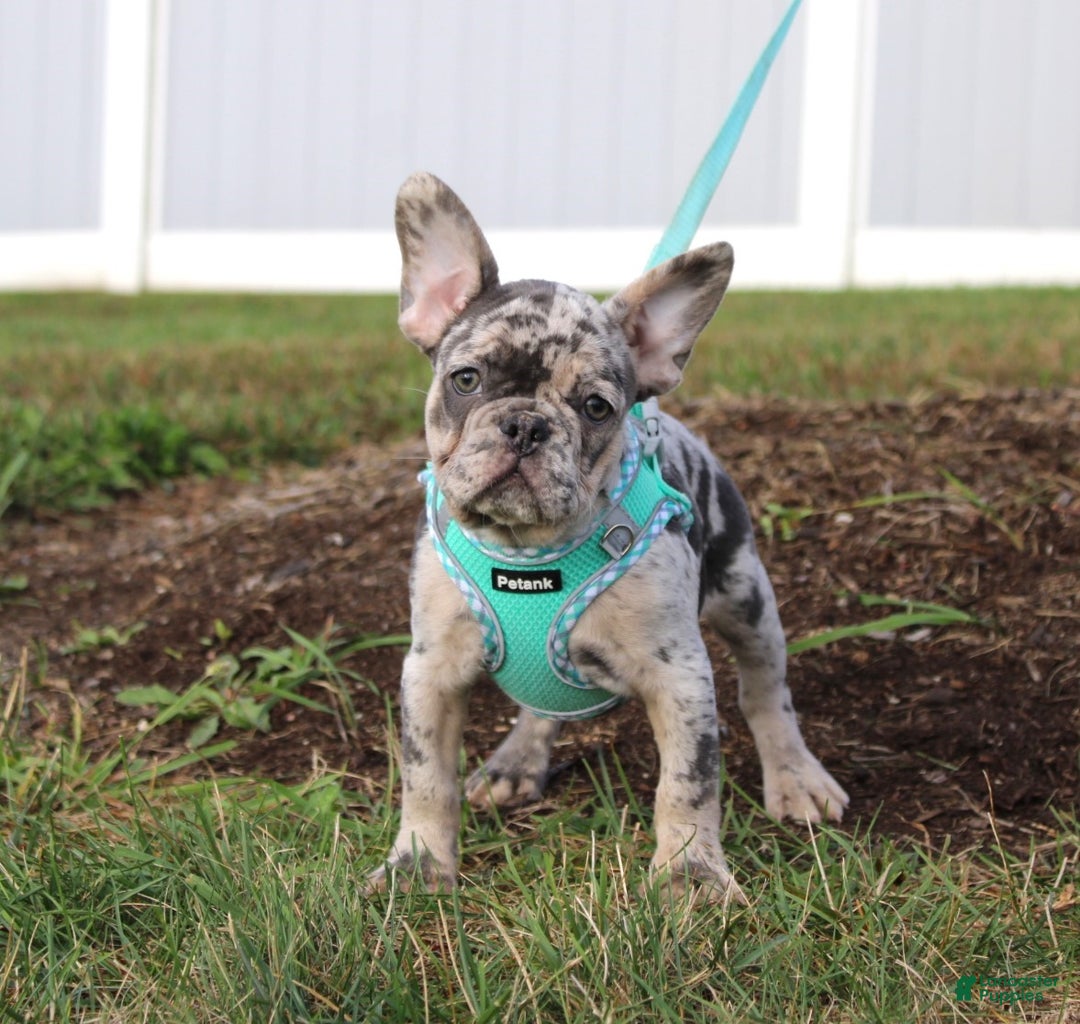 French Bulldog dogs for sale: Mia - Ad 4