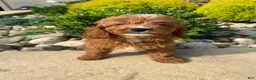 Cavapoo dogs for sale: Becky - Ad 10