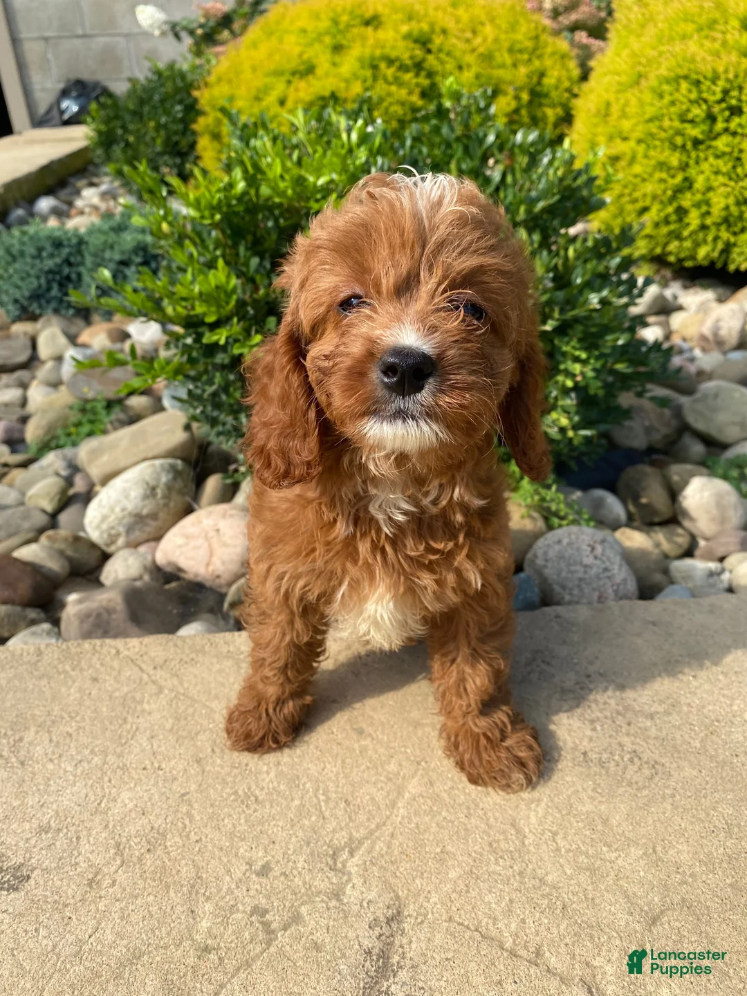 Cavapoo dogs for sale: Becky - Ad 10