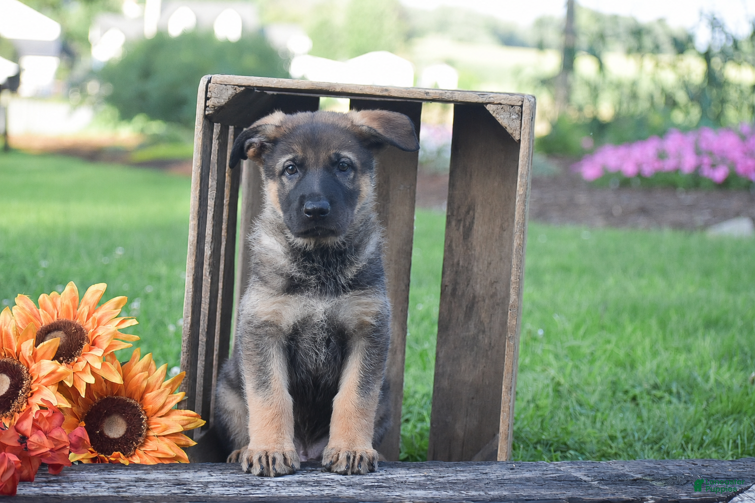 German Shepherd dogs Grayson - Ad 1