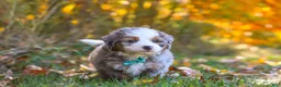Mini Bernedoodle dogs for sale: Shadow - Ad 4