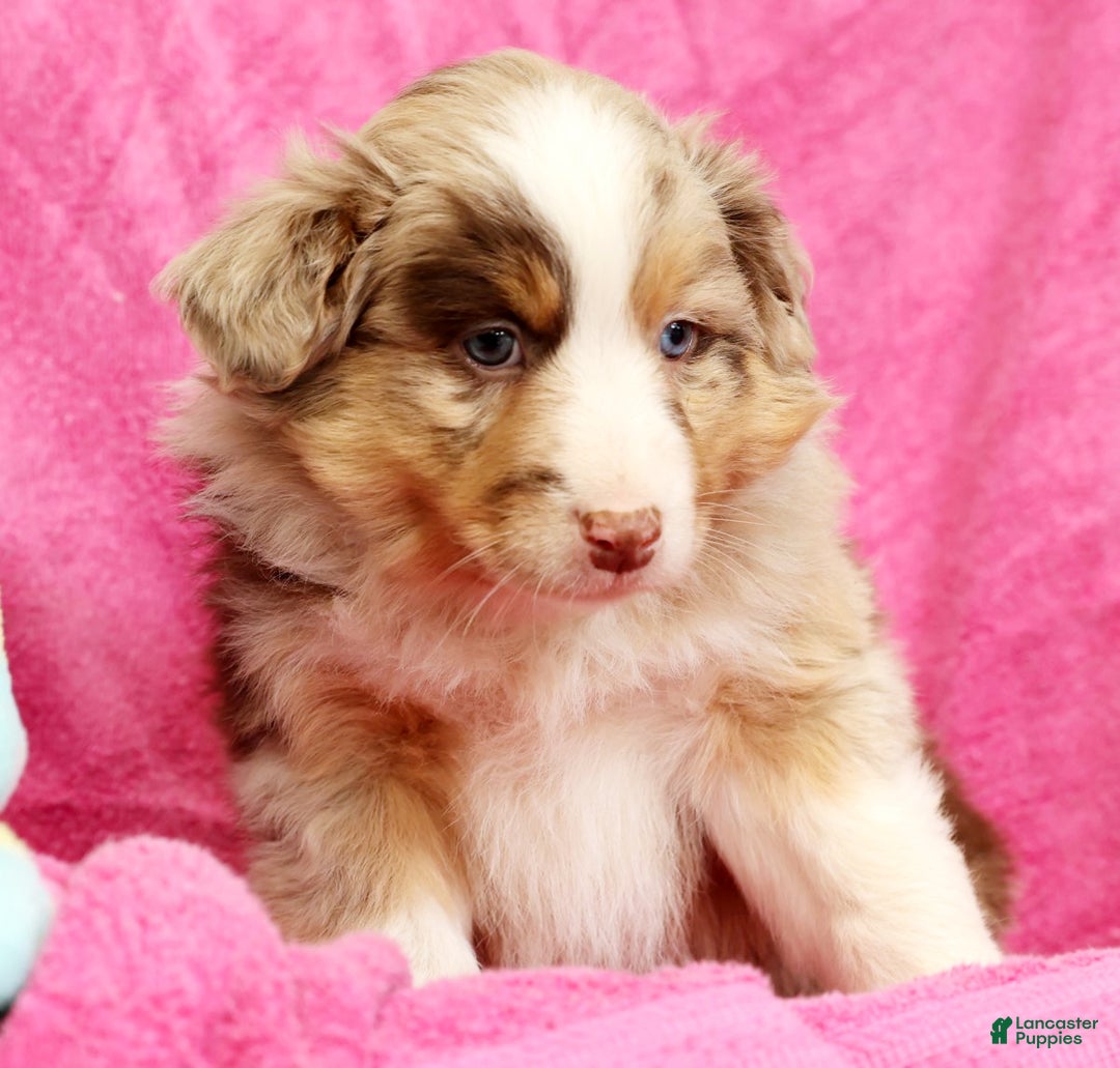 Miniature Australian Shepherd dogs for sale: Duke - Ad 7
