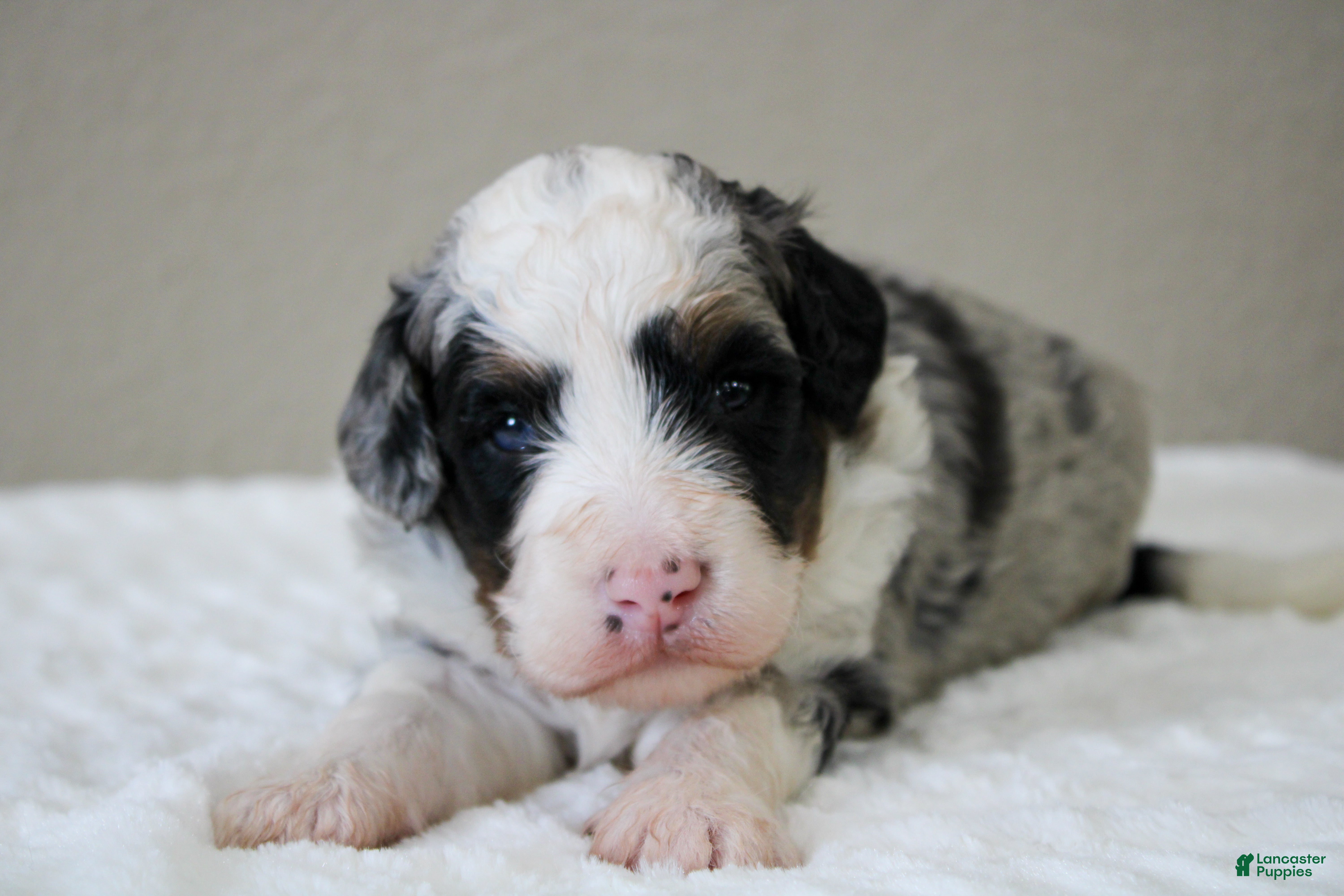 Mini Bernedoodle dogs Scottie  - Ad 1