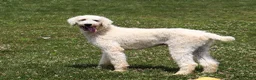Bernedoodle dogs for sale: Paddie - Ad 9