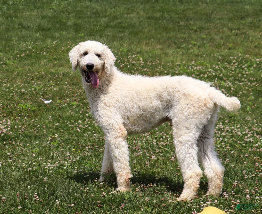 Bernedoodle dogs for sale: Paddie - Ad 9