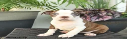 Boston Terrier dogs for sale: Roxy  - Ad 5