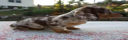Miniature Dachshund dogs for sale: Noah - Ad 3