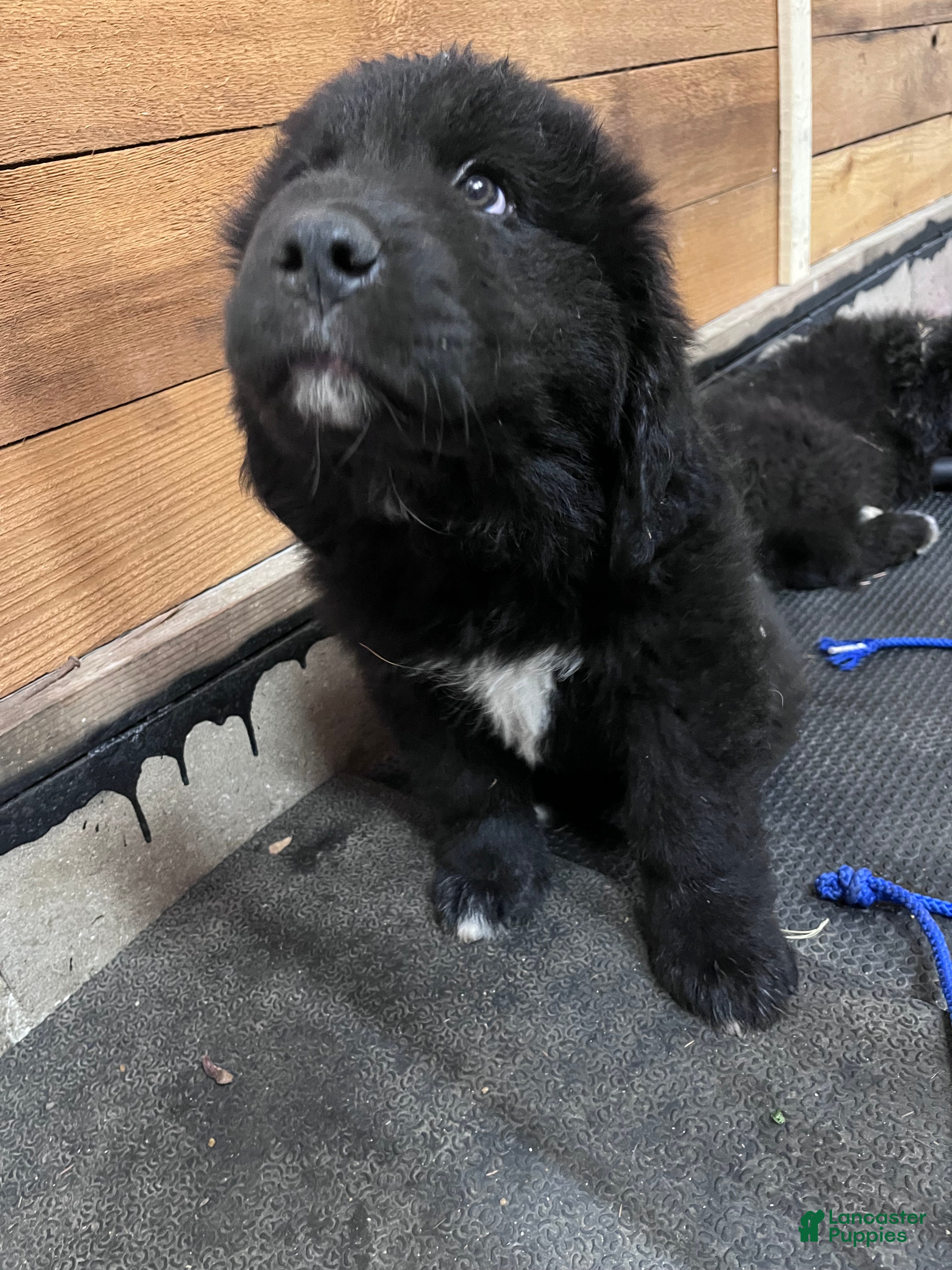 Mixed Breed dogs Mixed Breed Puppy 1 - Ad 20