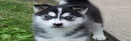 Siberian Husky dogs for sale: Suki - Ad 5