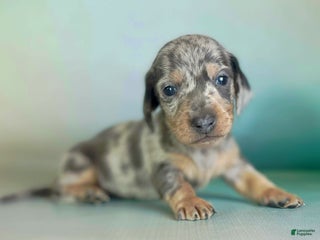 Miniature Dachshund dogs - Ad 1