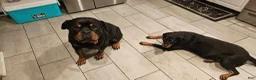 Rottweiler dogs for sale: Mina - Ad 4