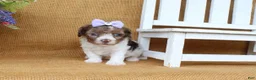 Cavapoo dogs for sale: Kate - Ad 2