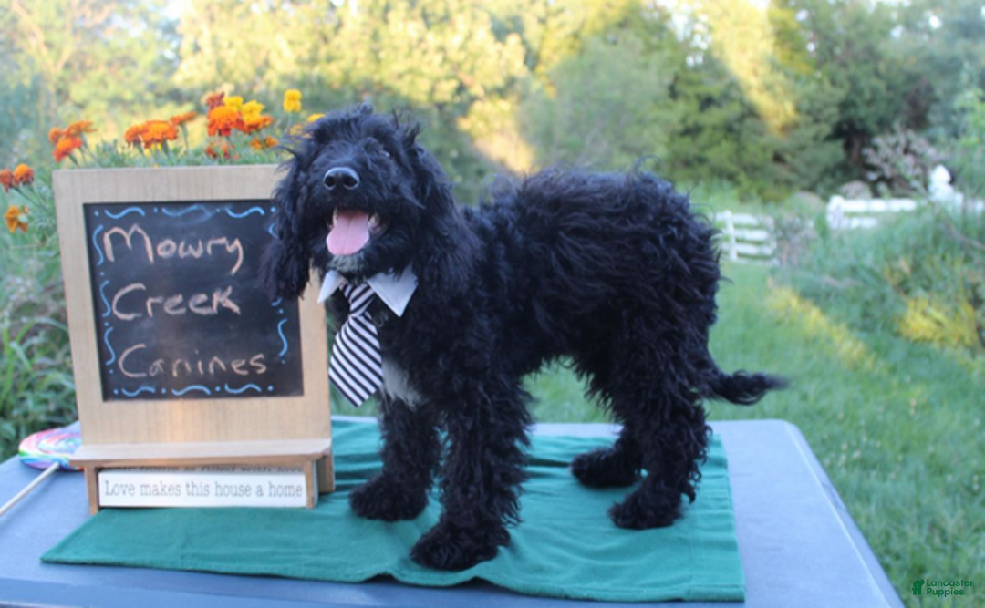 Aussiedoodle dogs for sale: Arthur - Ad 2