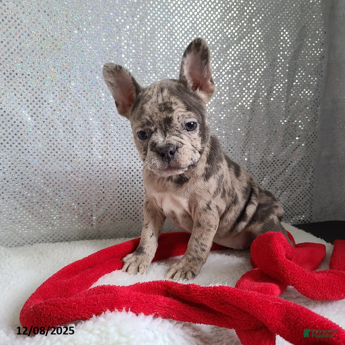 Frenchton dogs Pebbles - Ad 13