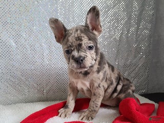 Frenchton dogs Pebbles - Ad 2