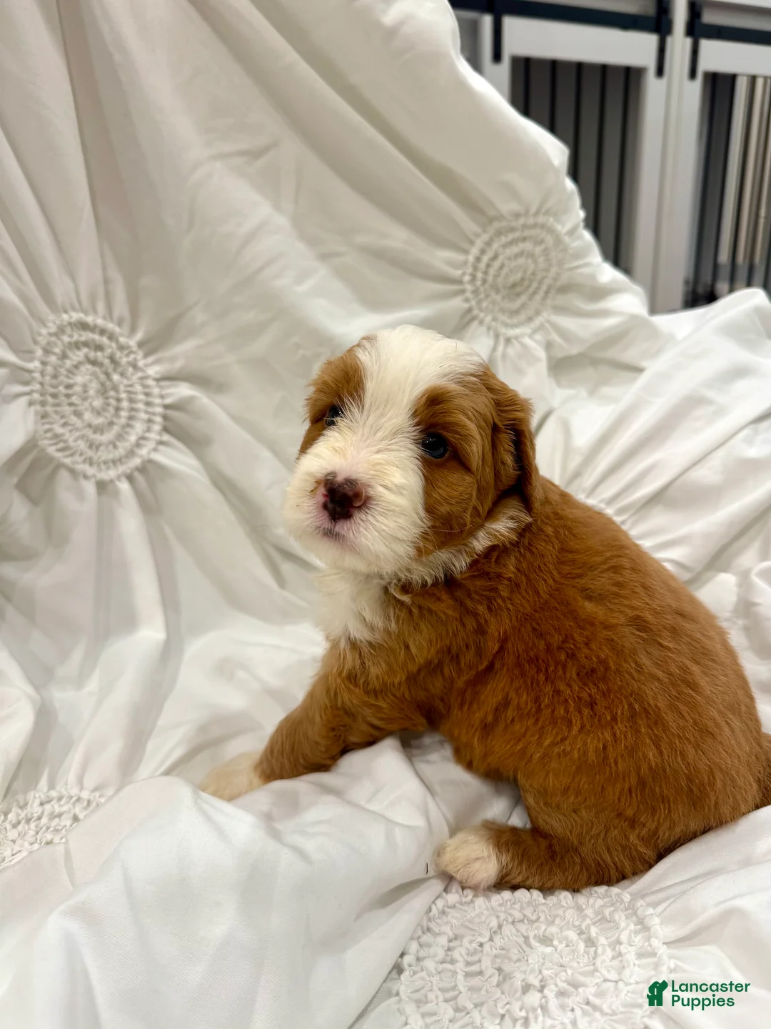 Mini Bernedoodle dogs for sale: Archer - Ad 1