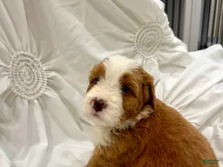 Mini Bernedoodle dogs Archer - Ad 28