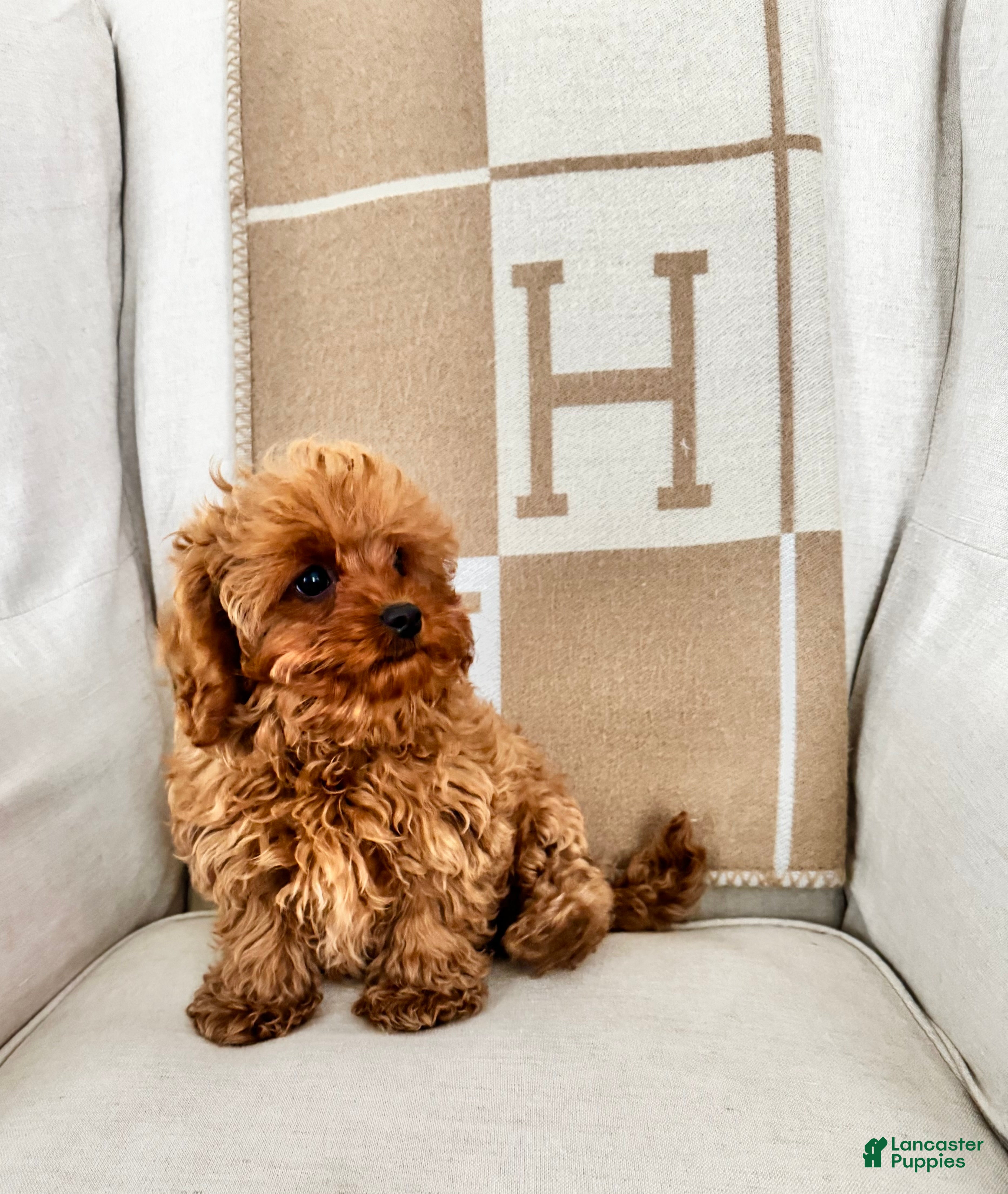 Cavapoo dogs Cami - Ad 9