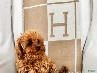 Cavapoo dogs Cami - Ad 9
