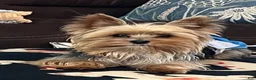 Yorkshire Terrier dogs for sale: Payton - Ad 84