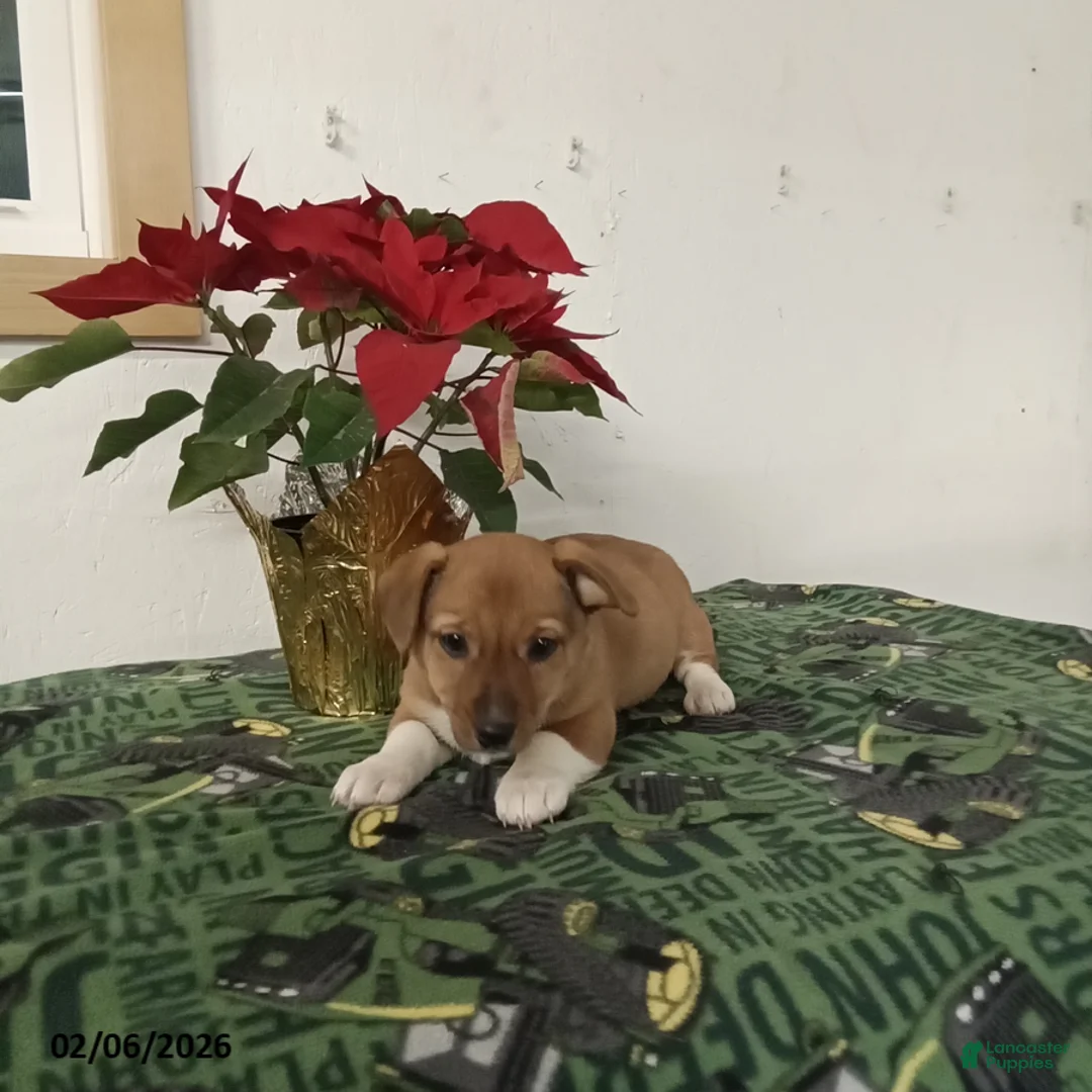 Mixed Breed dogs for sale: Dolly - Ad 3