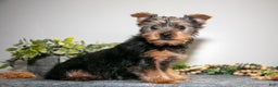 Yorkshire Terrier dogs for sale: Arty - Ad 1