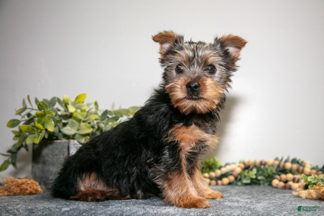 Yorkshire Terrier dogs for sale: Arty - Ad 1