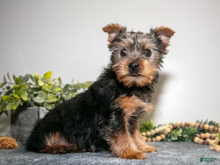 Yorkshire Terrier dogs Arty - Ad 25