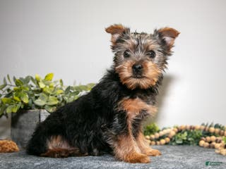 Yorkshire Terrier dogs Arty - Ad 32