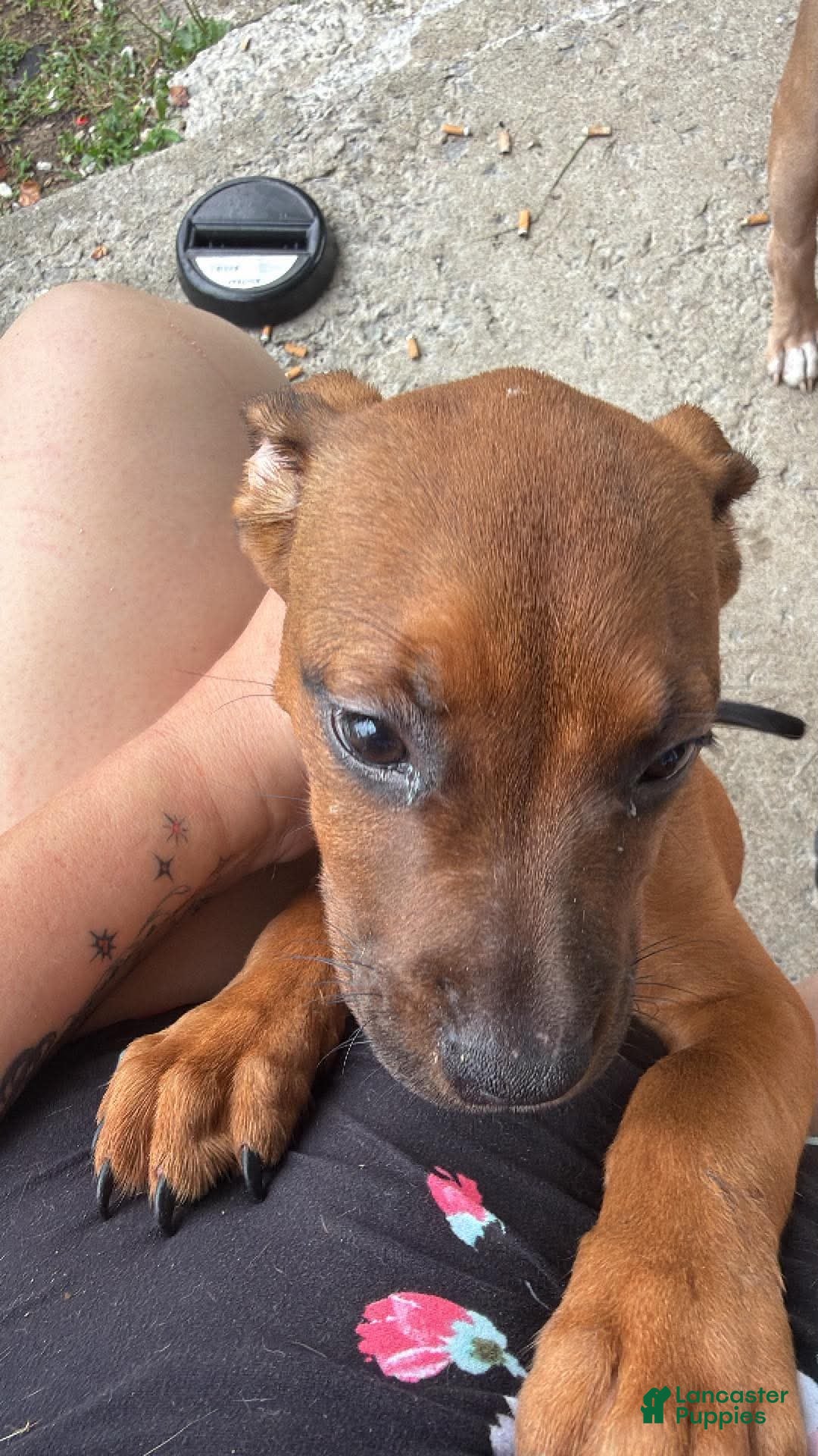 Mixed Breed dogs Mixed Breed 5 - Ad 31