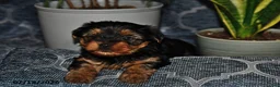 Yorkshire Terrier dogs for sale: Tennessee - Ad 4
