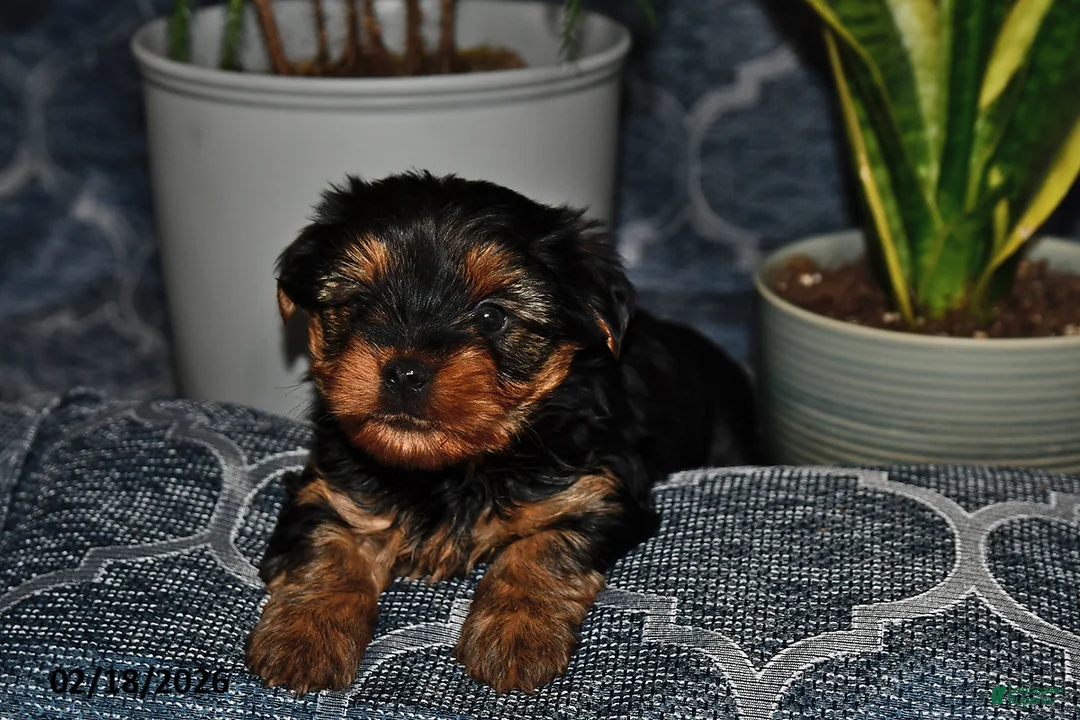 Yorkshire Terrier dogs for sale: Tennessee - Ad 4