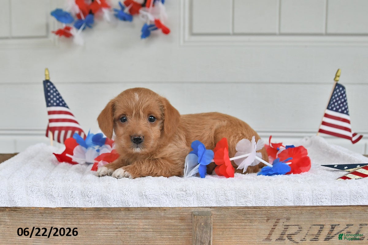 Mixed Breed dogs Skye - Ad 2