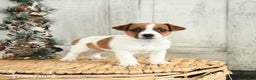 Jack Russell Terrier dogs for sale: Snowflake - Ad 1