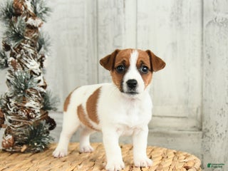 Jack Russell Terrier dogs Snowflake - Ad 6
