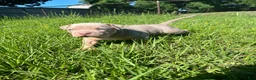 American Bully dogs for sale: American Bully Puppy 2 - Ad 10