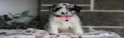 Cavapoo dogs for sale: Winnie - Ad 12