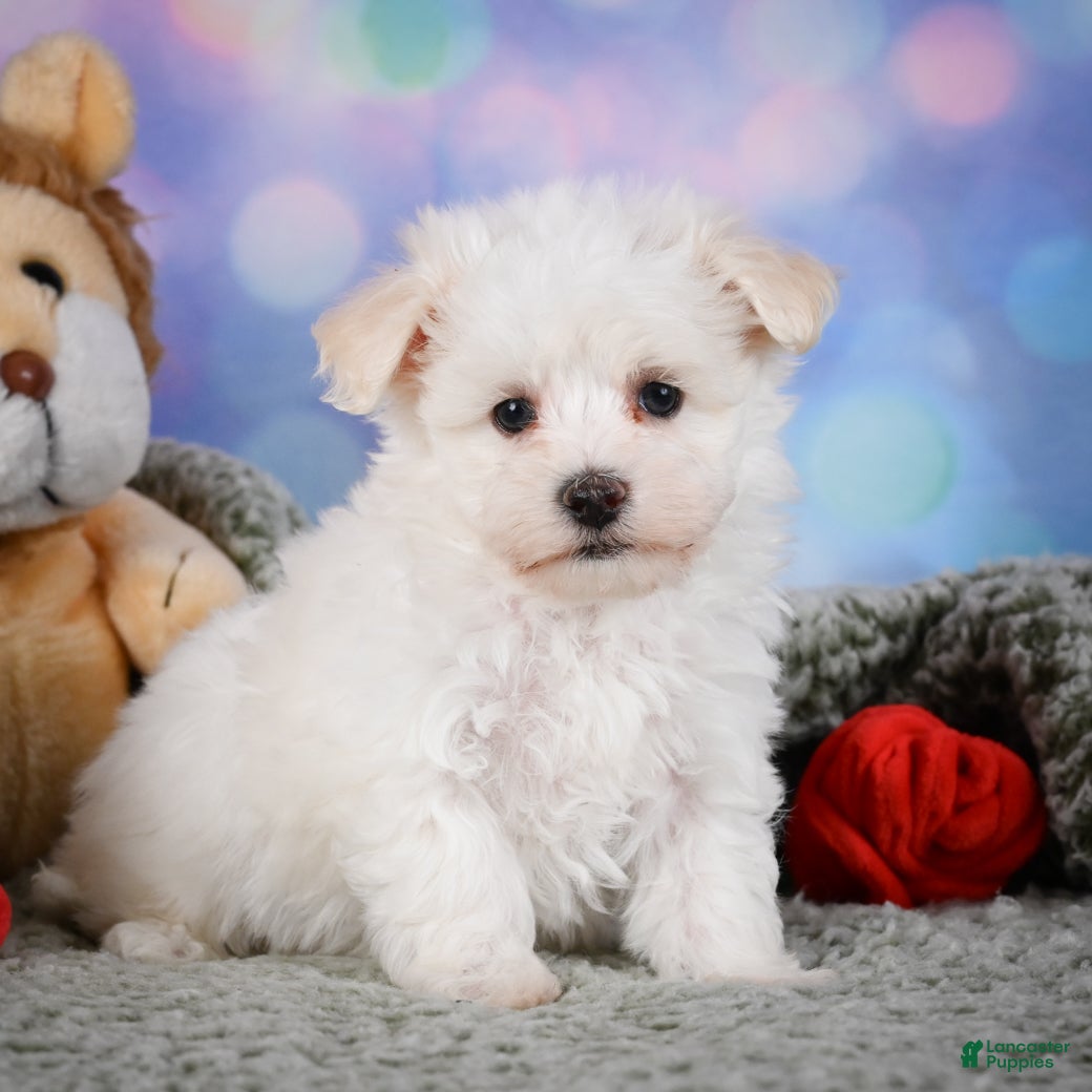 Maltipoo dogs Dexter - Ad 2