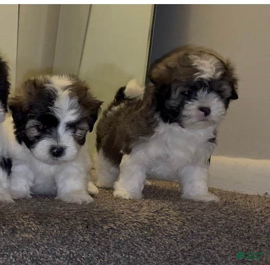 Malshi dogs Giuseppe - Ad 7