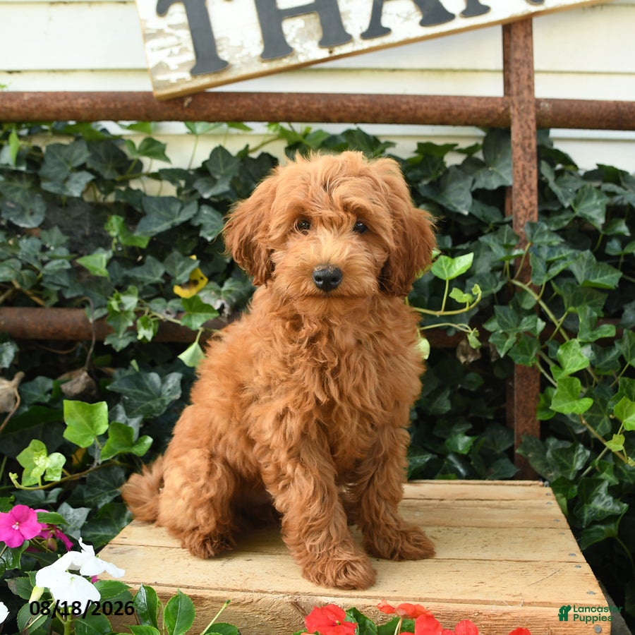 Maltipoo dogs Jordan - Ad 1