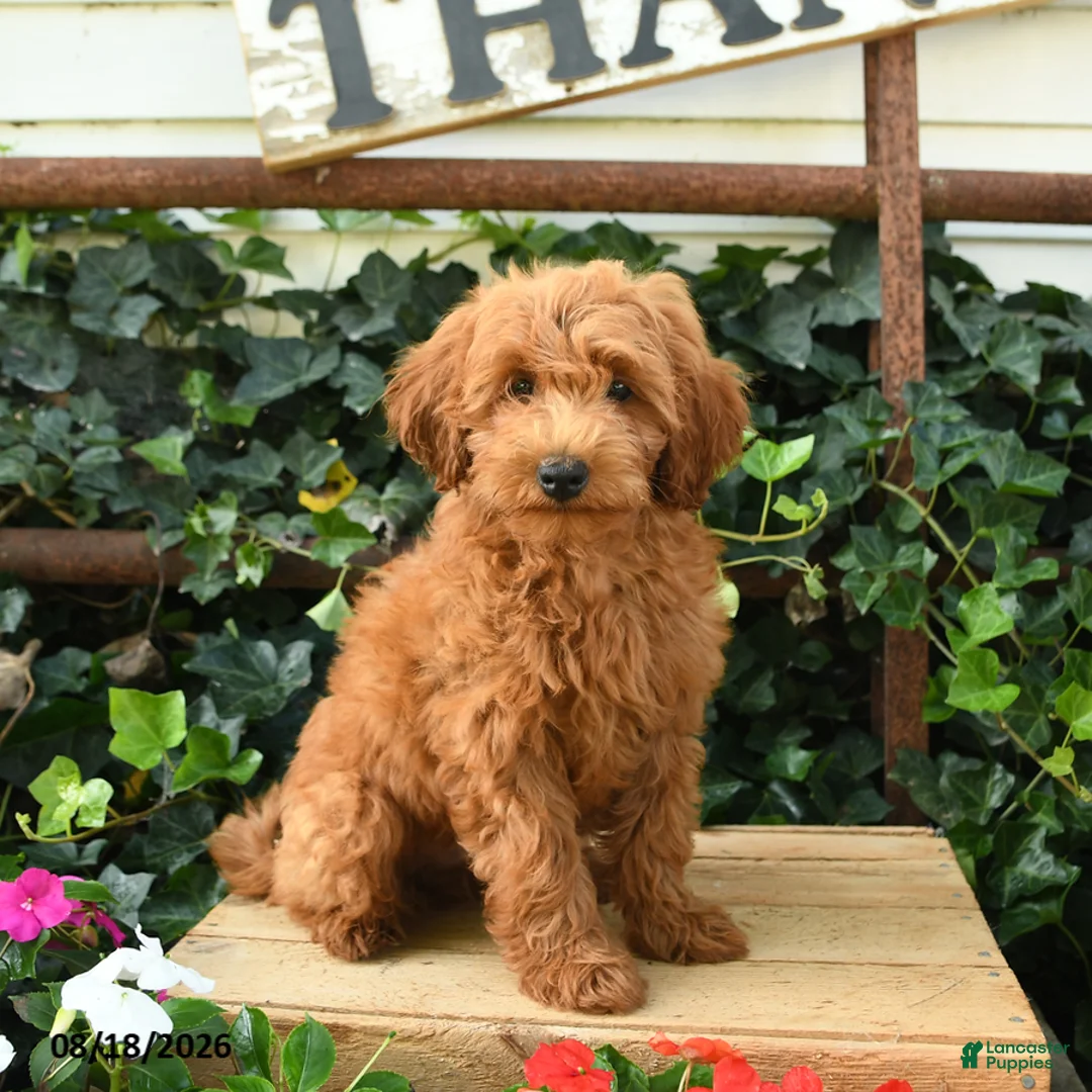 Maltipoo dogs for sale: Jordan - Ad 1