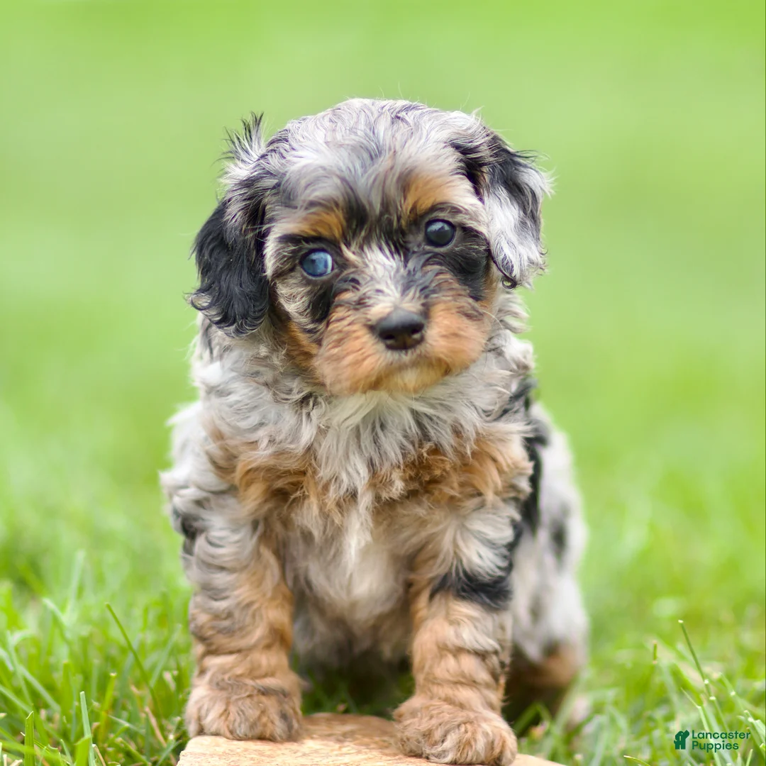 Cavapoo dogs for sale: Winnie - Ad 3