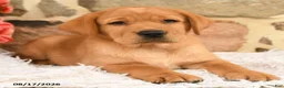 Labrador Retriever dogs for sale: Gobo - Ad 3