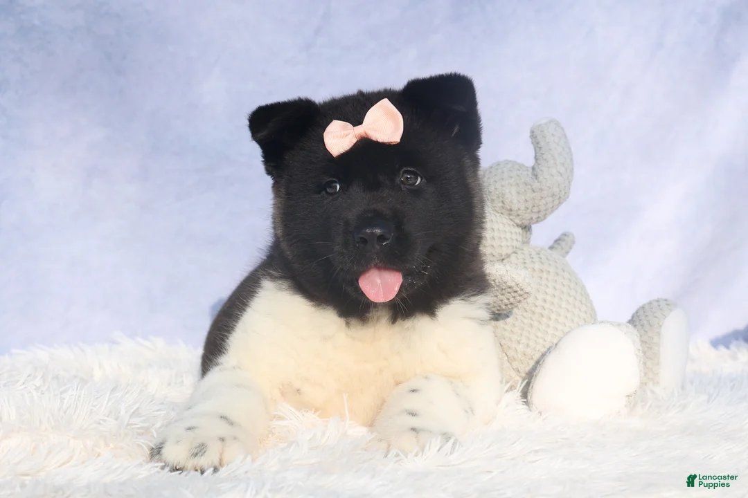 Akita dogs for sale: Olive - Ad 4